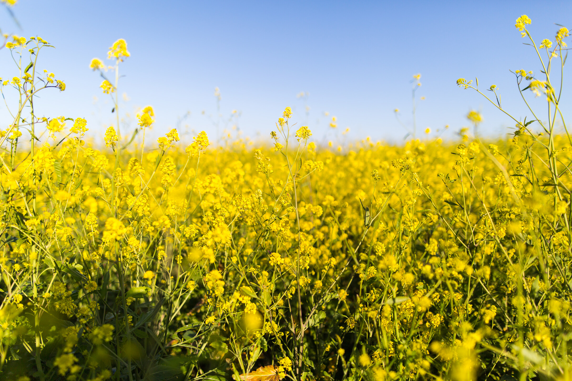 Yellow flowers beneath a blue Ukrainian sky